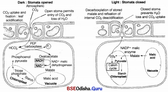 CHSE Odisha Class 11 Biology Solutions Chapter 13 Photosynthesis in Higher Plants 3
