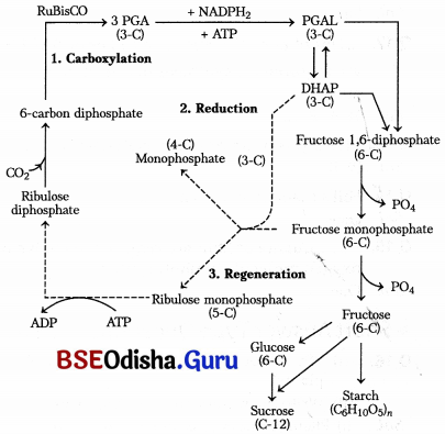 CHSE Odisha Class 11 Biology Solutions Chapter 13 Photosynthesis in Higher Plants 5