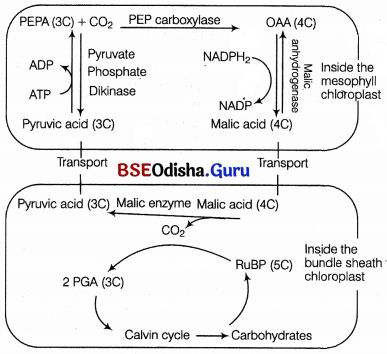 CHSE Odisha Class 11 Biology Solutions Chapter 13 Photosynthesis in Higher Plants 7