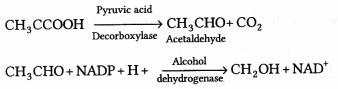 CHSE Odisha Class 11 Biology Solutions Chapter 14 Respiration 1