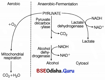 CHSE Odisha Class 11 Biology Solutions Chapter 14 Respiration 3