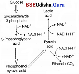 CHSE Odisha Class 11 Biology Solutions Chapter 14 Respiration 4