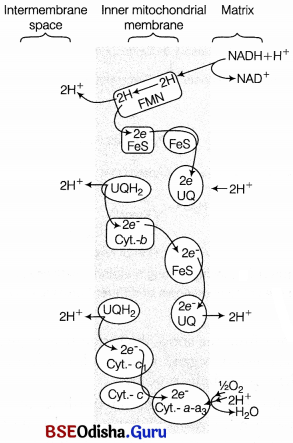 CHSE Odisha Class 11 Biology Solutions Chapter 14 Respiration 6