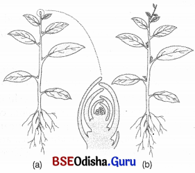 CHSE Odisha Class 11 Biology Solutions Chapter 15 Plant Growth and Development 1