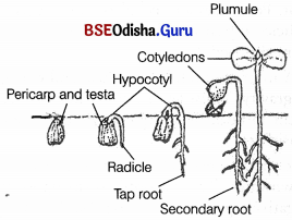 CHSE Odisha Class 11 Biology Solutions Chapter 15 Plant Growth and Development 2