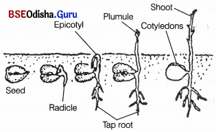 CHSE Odisha Class 11 Biology Solutions Chapter 15 Plant Growth and Development 3