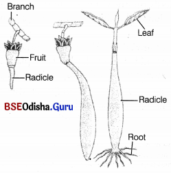 CHSE Odisha Class 11 Biology Solutions Chapter 15 Plant Growth and Development 4