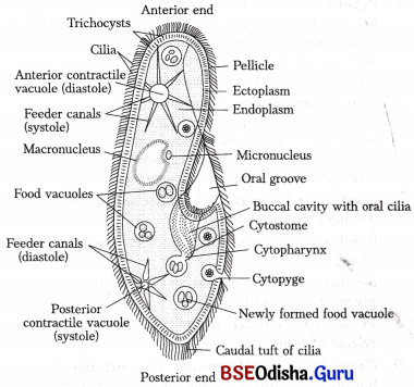 CHSE Odisha Class 11 Biology Solutions Chapter 16 Digestion and Absorption 1