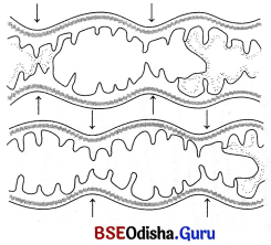 CHSE Odisha Class 11 Biology Solutions Chapter 16 Digestion and Absorption 3
