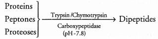 CHSE Odisha Class 11 Biology Solutions Chapter 16 Digestion and Absorption 5