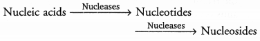 CHSE Odisha Class 11 Biology Solutions Chapter 16 Digestion and Absorption 7