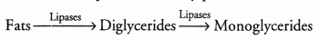 CHSE Odisha Class 11 Biology Solutions Chapter 16 Digestion and Absorption 8
