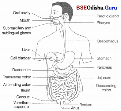 CHSE Odisha Class 11 Biology Solutions Chapter 16 Digestion and Absorption 9