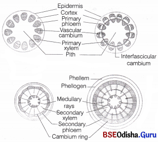 CHSE Odisha Class 11 Biology Solutions Chapter 6 Anatomy of Flowering Plants 1