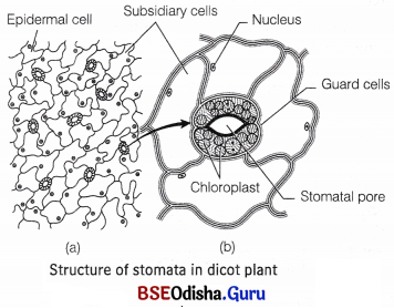 CHSE Odisha Class 11 Biology Solutions Chapter 6 Anatomy of Flowering Plants 2