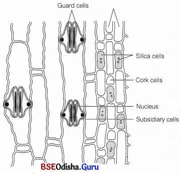 CHSE Odisha Class 11 Biology Solutions Chapter 6 Anatomy of Flowering Plants 3