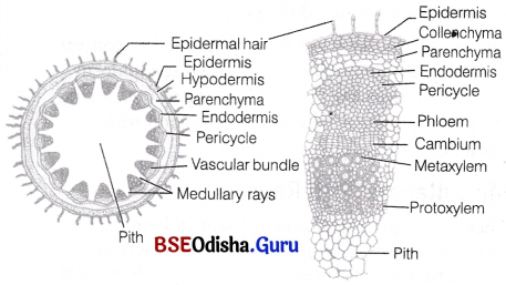 CHSE Odisha Class 11 Biology Solutions Chapter 6 Anatomy of Flowering Plants 4
