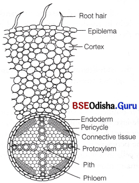 CHSE Odisha Class 11 Biology Solutions Chapter 6 Anatomy of Flowering Plants 5
