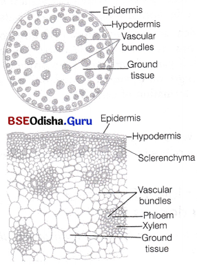 CHSE Odisha Class 11 Biology Solutions Chapter 6 Anatomy of Flowering Plants 6