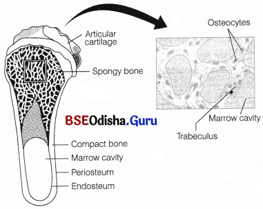 CHSE Odisha Class 11 Biology Solutions Chapter 7 Animal Tissues and Gross Anatomical Organisation of Cockroach 1