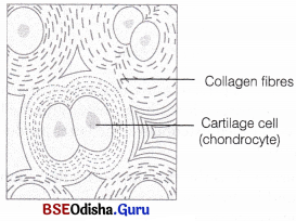CHSE Odisha Class 11 Biology Solutions Chapter 7 Animal Tissues and Gross Anatomical Organisation of Cockroach 2