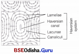 CHSE Odisha Class 11 Biology Solutions Chapter 7 Animal Tissues and Gross Anatomical Organisation of Cockroach 3