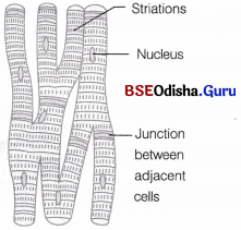 CHSE Odisha Class 11 Biology Solutions Chapter 7 Animal Tissues and Gross Anatomical Organisation of Cockroach 4