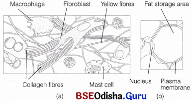 CHSE Odisha Class 11 Biology Solutions Chapter 7 Animal Tissues and Gross Anatomical Organisation of Cockroach 5
