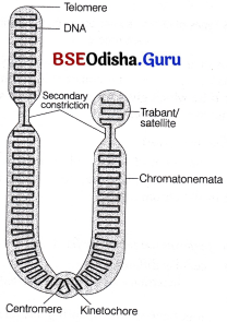 CHSE Odisha Class 11 Biology Solutions Chapter 8 Cell Structure and Function 1