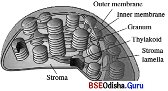 CHSE Odisha Class 11 Biology Solutions Chapter 8 Cell Structure and Function 10