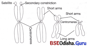 CHSE Odisha Class 11 Biology Solutions Chapter 8 Cell Structure and Function 2