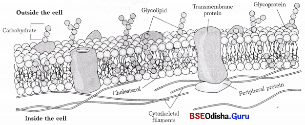 CHSE Odisha Class 11 Biology Solutions Chapter 8 Cell Structure and Function 5