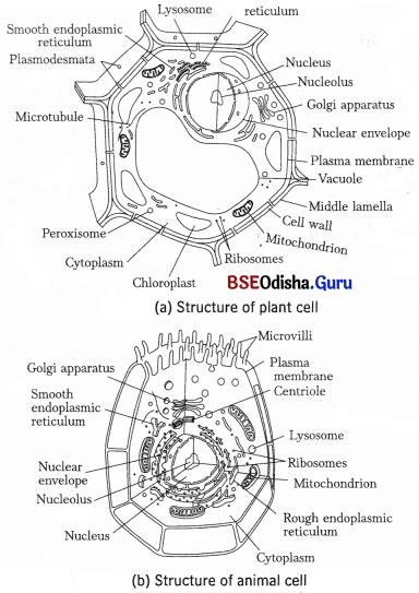 CHSE Odisha Class 11 Biology Solutions Chapter 8 Cell Structure and Function 8