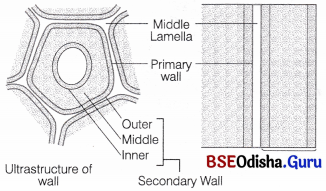 CHSE Odisha Class 11 Biology Solutions Chapter 8 Cell Structure and Function 9