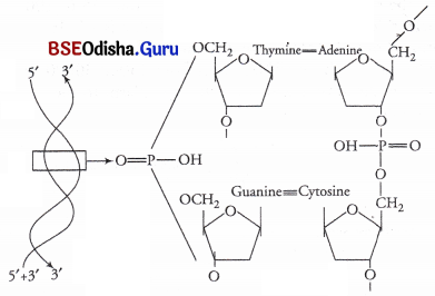 CHSE Odisha Class 11 Biology Solutions Chapter 9 Chemical Constituents of Living Cells 1