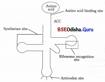 CHSE Odisha Class 11 Biology Solutions Chapter 9 Chemical Constituents of Living Cells 2