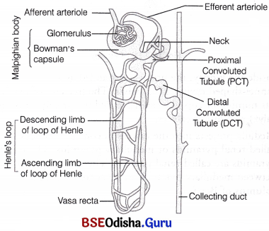 CHSE Odisha Class 11 Biology Solutions Chapter 19 Excretory Products and Their Elimination 10