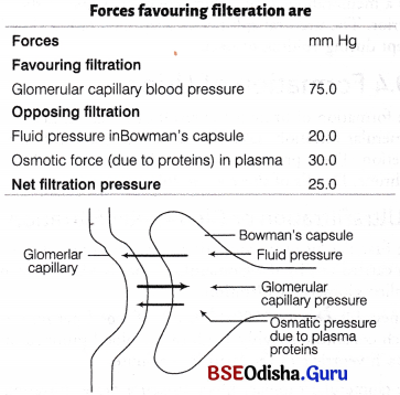 CHSE Odisha Class 11 Biology Solutions Chapter 19 Excretory Products and Their Elimination 11