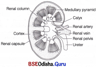 CHSE Odisha Class 11 Biology Solutions Chapter 19 Excretory Products and Their Elimination 4