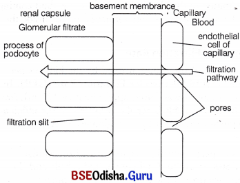 CHSE Odisha Class 11 Biology Solutions Chapter 19 Excretory Products and Their Elimination 6
