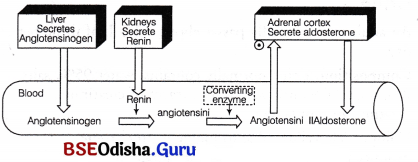 CHSE Odisha Class 11 Biology Solutions Chapter 19 Excretory Products and Their Elimination 8