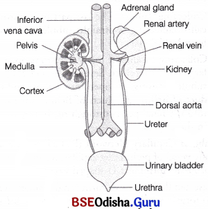 CHSE Odisha Class 11 Biology Solutions Chapter 19 Excretory Products and Their Elimination 9
