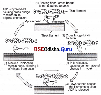CHSE Odisha Class 11 Biology Solutions Chapter 20 Locomotion and Movement 2