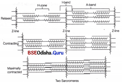CHSE Odisha Class 11 Biology Solutions Chapter 20 Locomotion and Movement 3