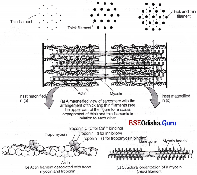 CHSE Odisha Class 11 Biology Solutions Chapter 20 Locomotion and Movement 4