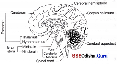 CHSE Odisha Class 11 Biology Solutions Chapter 21 Neural Control and Coordination 1