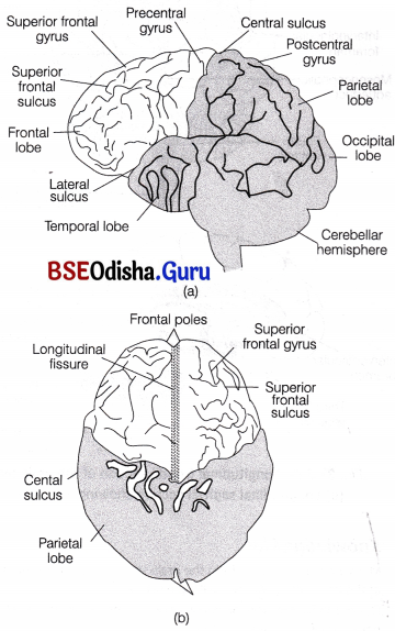 CHSE Odisha Class 11 Biology Solutions Chapter 21 Neural Control and Coordination 2