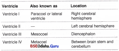 CHSE Odisha Class 11 Biology Solutions Chapter 21 Neural Control and Coordination 3