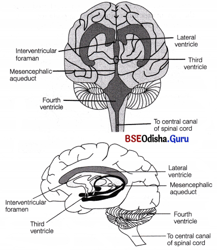 CHSE Odisha Class 11 Biology Solutions Chapter 21 Neural Control and Coordination 4