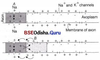 CHSE Odisha Class 11 Biology Solutions Chapter 21 Neural Control and Coordination 5